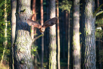 Tawny Owl (Strix aluco) in Flight Through a Forest