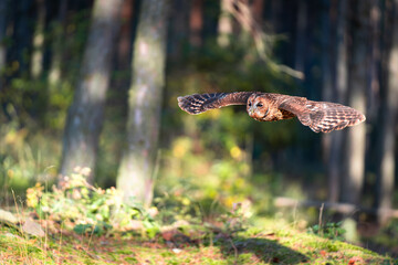 Tawny Owl (Strix aluco) in Flight Through a Forest