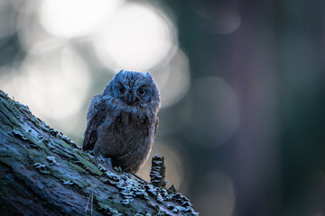 Portrait of a Eurasian Scops Owl (Otus scops) in Near Darkness at Night