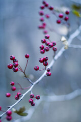 Winter hawthorn berries in a Nature Reserve