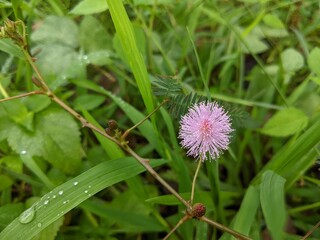 embarrassed princess grass flower