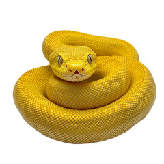 Obraz premium yellow snake on Transparent Background