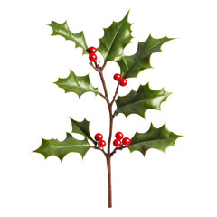 Single green holly sprig with red berries on alpha layer. Winter plant with spiked leaves. Traditional festive decoration for Christmas holidays. Holly twig with red berries. Evergreen, nature, Png.