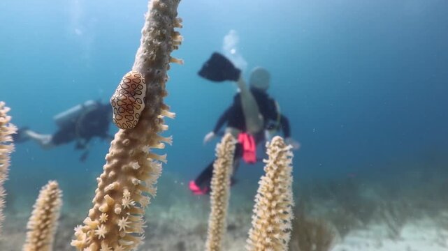 caracol de cinturita (cyphoma gibbosum) aliment&aacute;ndose de un coral gorgonia con buzos nadando al fondo en el mar caribe.