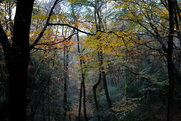 trees in the forest