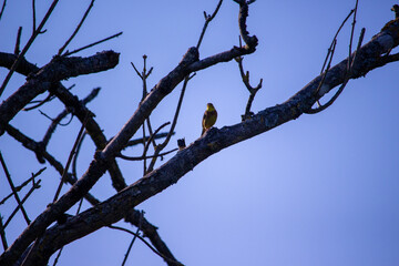 bird on a tree