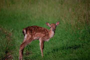 deer in the forest