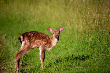 deer in the grass