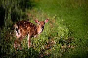 roe deer in the grass