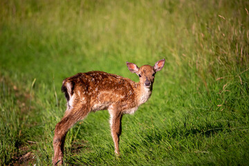 deer in the forest