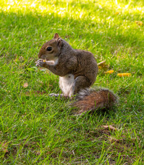 squirrel on the grass