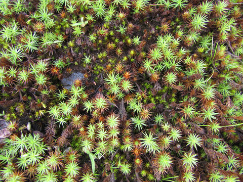Small Polytrichum plants on the rocky floor of a mountain