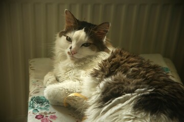 cute pretty cat on a chair