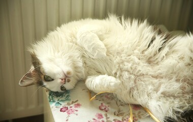white cat playing with ribbon