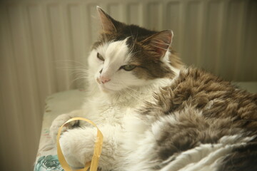 cat with yellow ribbon on the table
