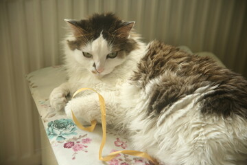 pretty cat on the table