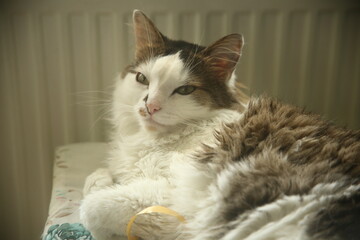 portrait of a pretty cat
