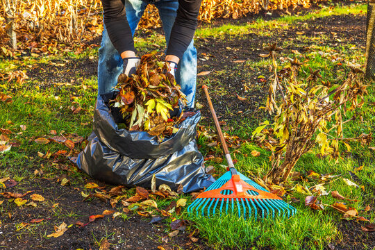 Man placing autumn leaves into black plastic bag with rake lying on ground nearby. Sweden.