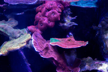 The diversity of a beautiful coral reef 
