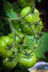 green tomatoes in the garden