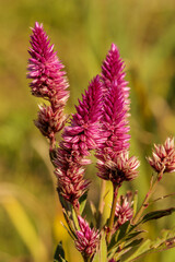 鮮やかなケイトウの花