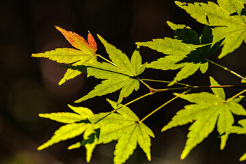 色づき始めた楓の葉
