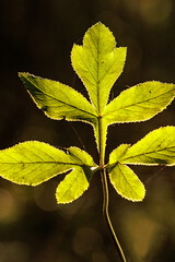 秋が深まっても紅葉しない葉
