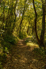 Fototapeta premium 光が差し込む秋の遊歩道