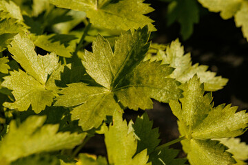 鮮やかな緑色のキンサイ葉