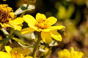 秋の野原に咲く黄色い花