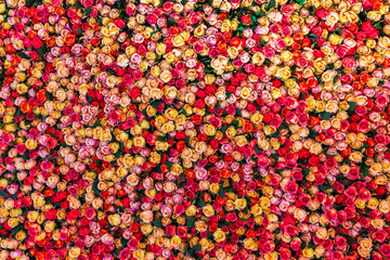 Vibrant multicolored roses arranged closely together, creating striking floral backdrop.