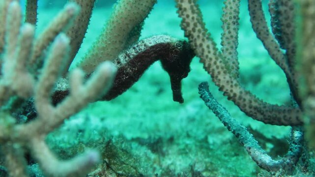 plano medio de un caballito de mar  sujet&aacute;ndose de un coral  en el arrecife del mar caribe.