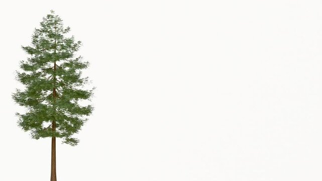 On white background with large copy space and 3D rendering a pine tree and leaves seamless loop 3D nature animation.