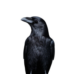 Obraz premium Close-up of a black crow on transparent background