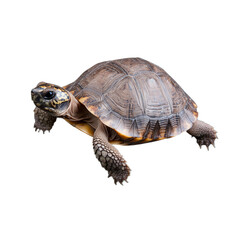 Fototapeta premium Tortoise with a hard shell on transparent background