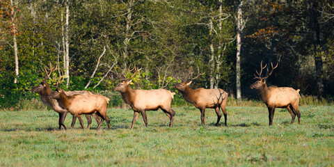 Row of wild elk buck with antlers in fall in meadow