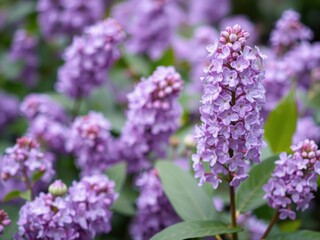 Beautiful floral spring background featuring vibrant purple lilac flowers in full bloom, flowers, fresh