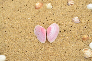 Concha vazia na areia