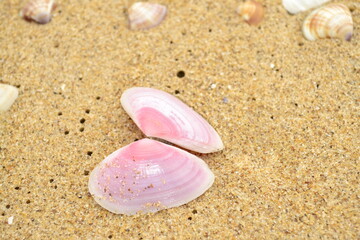 Concha vazia em forma de coração na areia 