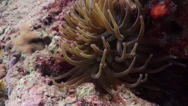 Anemona gigante del caribe (Condylactis gigantea) moviendo sus tent&aacute;culos conforme la marea.