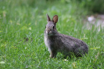 rabbit in the grass