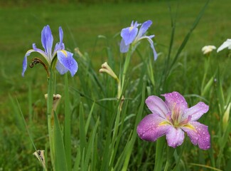 pink and purple iris flowers after the rain