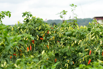 Photo of devil's cayenne pepper on the tree. The chilies look very thick.