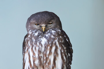 this is a close up of a barking owl
