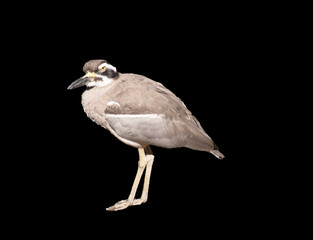 The beach stone curlew is largely grey-brown upperparts with a distinctive black-and-white striped face and shoulder-patch