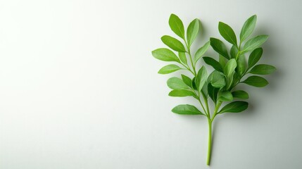 A leafy green plant is placed on a white background. Concept of freshness and natural beauty