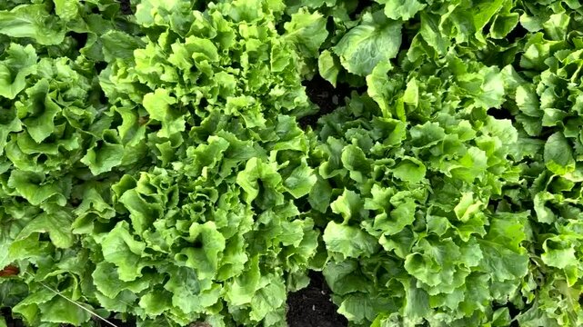 Curly endive growing in garden during cool autumn weather