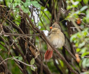 Cardinal in a bush 