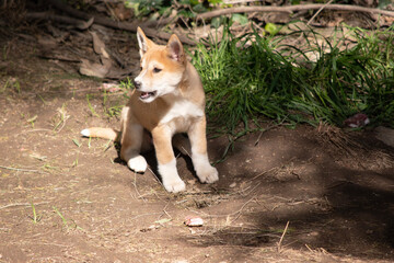 Dingos usually have a ginger coat and most have white markings on their feet, tail tip and chest.