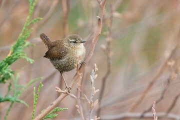 The winter wren (Troglodytes hiemalis) 